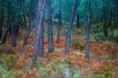 /album/fotogaleria-bosques/el-latido-del-bosque-jpg/